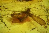 Detailed Fossil Caddisfly (Trichoptera) In Baltic Amber #173660-1